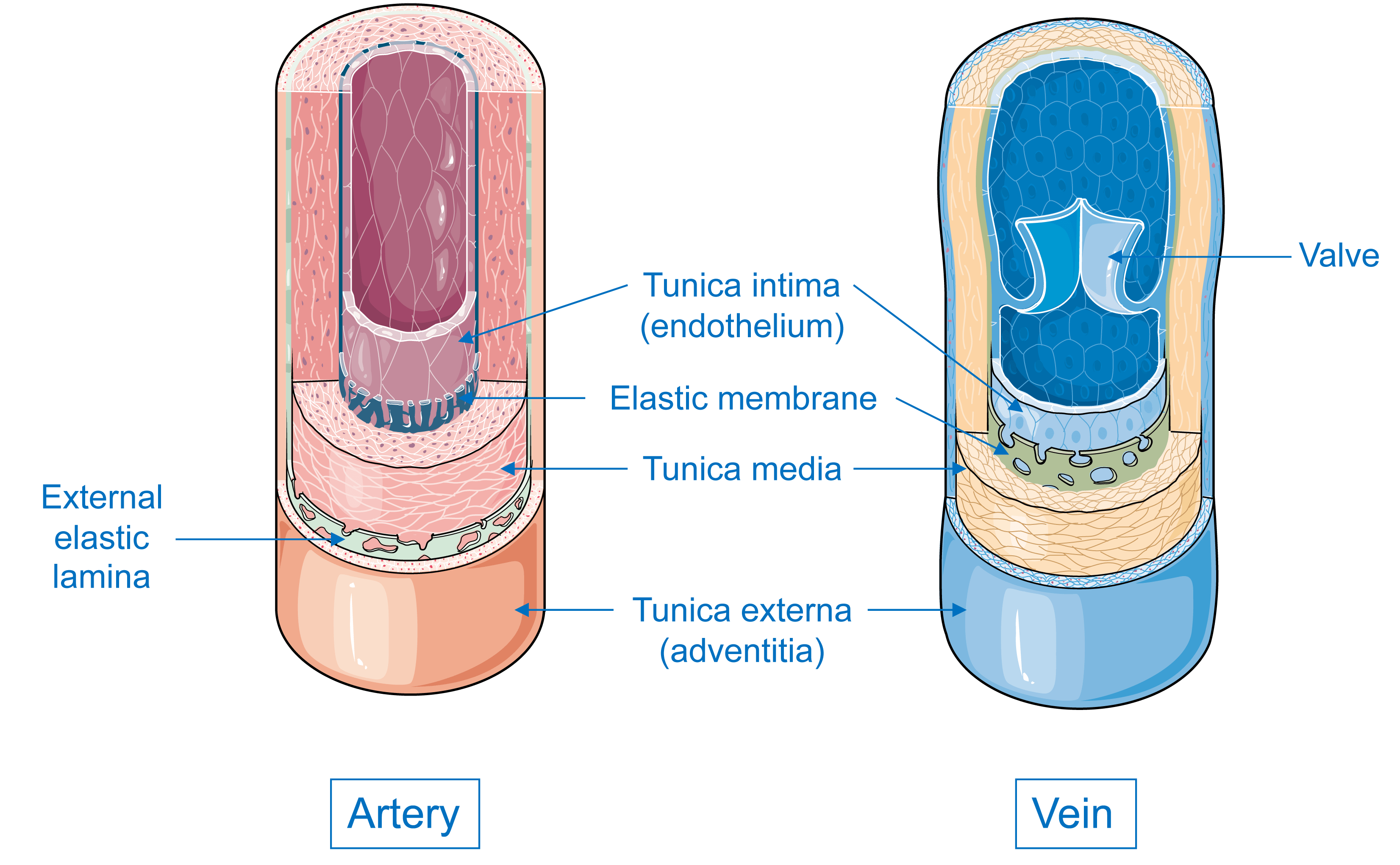 Servier Drawing Layers of vein and artery English labels AnatomyTOOL